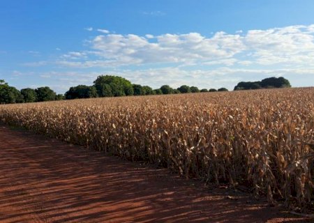 Lavouras de milho mantém bom potencial produtivo em Mato Grosso do Sul; colheita da segunda safra alcança 2,8% da área