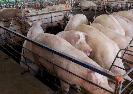 MS amplia produção de suínos em 18% no semestre, mas preço do animal recua 25%