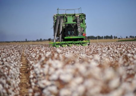 Exportações brasileiras de algodão batem recorde para junho e somam 217 mil toneladas