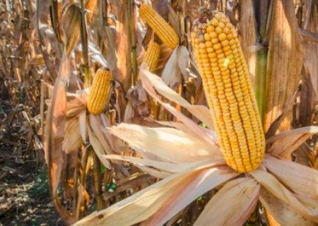 Milho acumula forte alta semanal no mercado futuro
