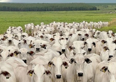 Boi gordo recua, enquanto frango e carne suína mantêm preços estáveis nesta sexta-feira (3)