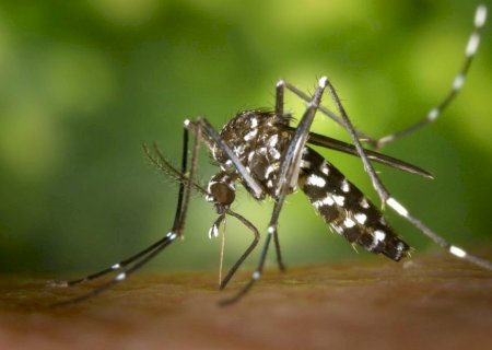 Boletim Epidemiológico: MS registra 9.729 casos confirmados de chikungunya