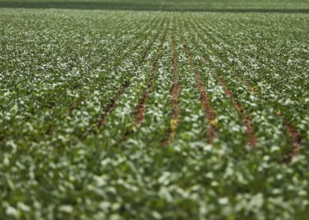 Entenda impasse entre bancada do agro e governo sobre dívidas rurais