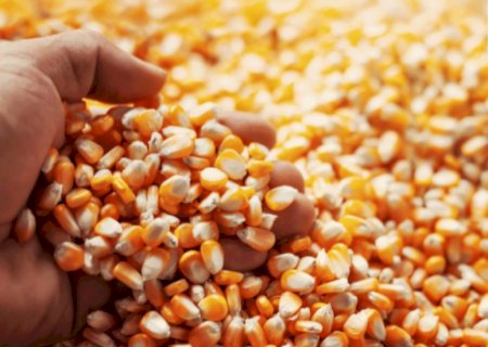 USDA: Vendas semanais de milho da safra nova dos EUA superam expectativas