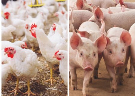 Produção de frangos e suínos fica mais cara no Sul