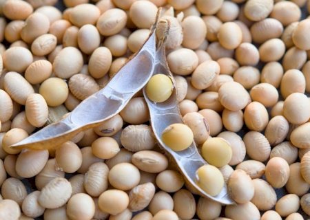 Demanda interna sustenta preços da soja e do milho em Mato Grosso do Sul