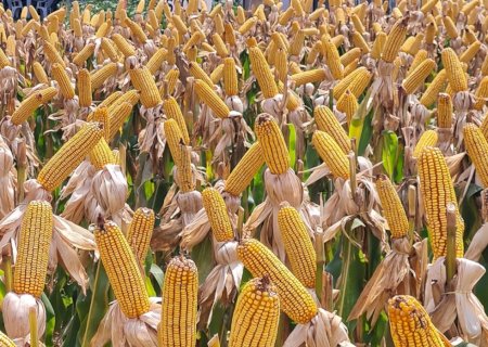 Embrapa desenvolve nanofertilizante de semente de açaí para milho e sorgo