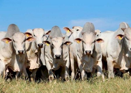 Exportações de carne bovina crescem 47,9% e se aproximam da celulose em MS