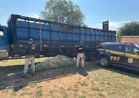 Caminhão transportava bois com cocaína