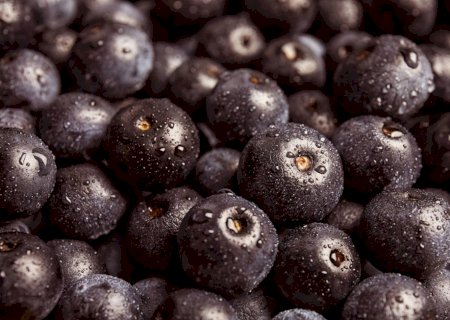 Pesquisa detalha riqueza nutricional de 19 frutos brasileiros