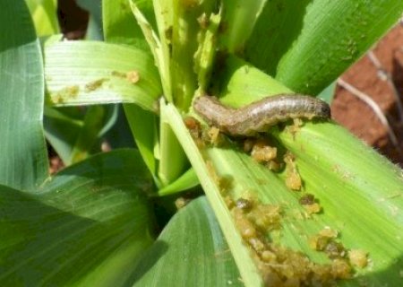 Vírus ganham espaço no controle biológico de lagartas