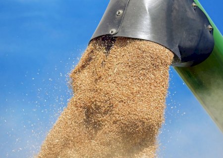 Guerra entre Rússia e Ucrânia eleva trigo em 13% entre agosto e setembro