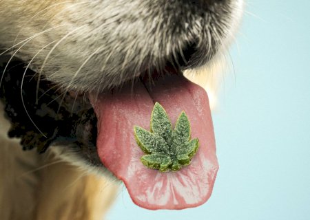 Especialistas explicam benefícios e limites de canabidiol para cães