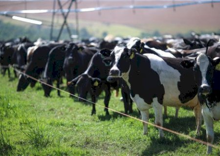 Nutrição adequada, sombra e água fresca. Como reduzir os efeitos do El Niño nas vacas leiteiras