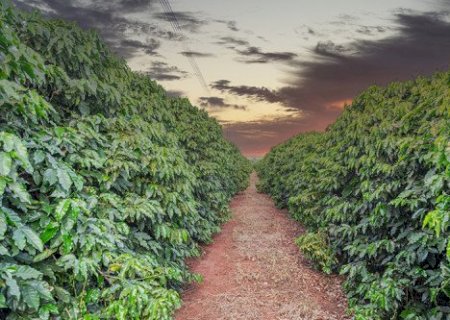 Estresse hídrico no cafezal: como evitar frutos chochos e perdas