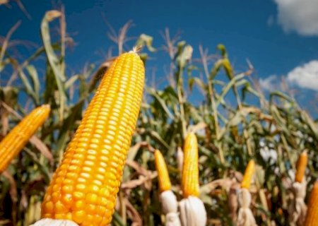 Plantio avança e clima mantém atenção no milho