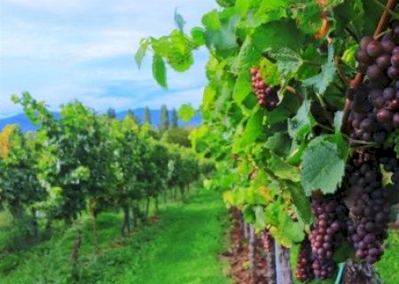 Tecnologia avança na produção de uvas e vinhos
