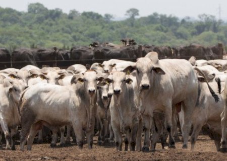 Veto da União Europeia ameaça travar US$ 2 bi das exportações do agro