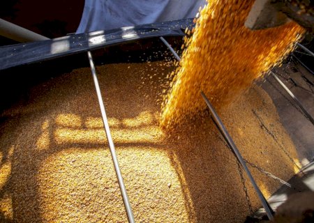 Conab poderá comprar até 260 mil toneladas de milho para pequenos criadores