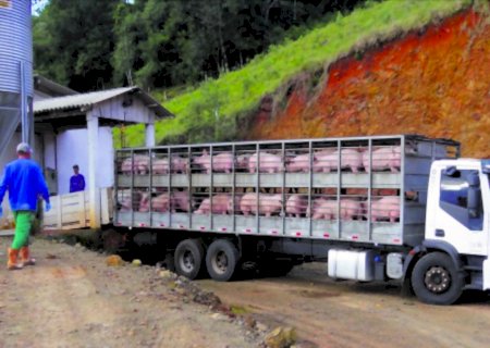 Produtores podem emitir documentos para transporte de animais com apoio de inteligência artificial