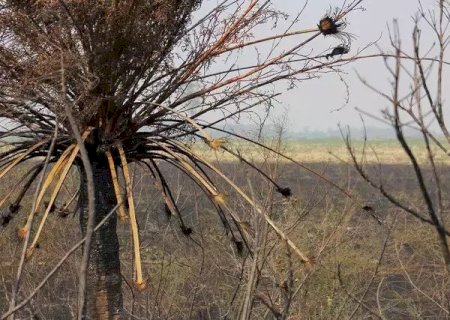 Seca recua em Mato Grosso do Sul e passa a atingir 23% do território