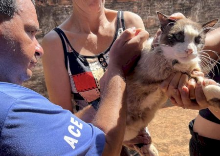 Campanha de vacinação antirrábica começa nesta sexta-feira (4) em Batayporã