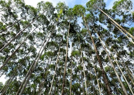 Eucalipto para biomassa ganha espaço como alternativa de renda em áreas de menor aptidão agrícola