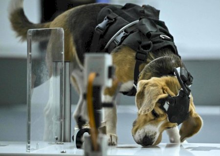 Empresa de inteligência artificial usa cachorros para detectar câncer