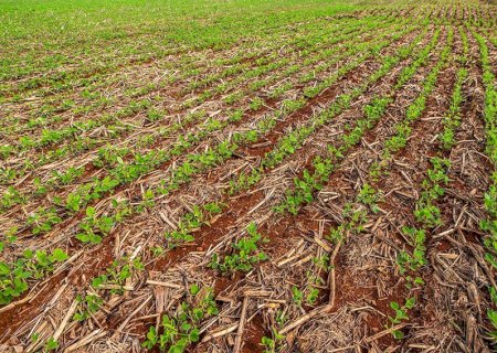 Chuvas retornam ao Centro-Oeste, mas plantio da soja exige cautela