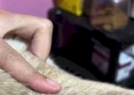 Mulher é presa após cachorro ser encontrado com lesão na cabeça