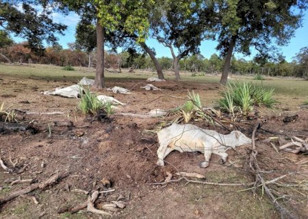 Temporal mata 17 cabeças de gado em propriedade rural de Glória de Dourados