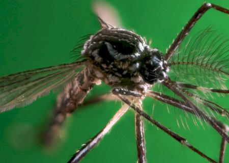 Com Super El Niño, casos de dengue no Brasil poderão variar de 1 milhão a 5,6 milhões em 2027