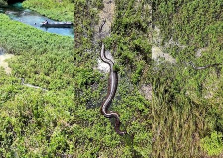 À procura de casal de sucuris, fotógrafo tem surpresa em rio de Bonito