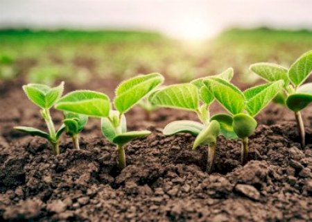 Excesso de nutrientes pode não elevar produção agrícola