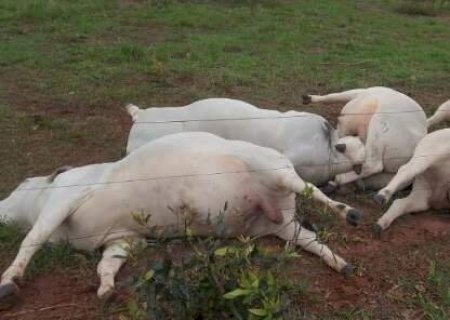 Sete touros morrem eletrocutados e prejuízo chega a R$ 160 mil