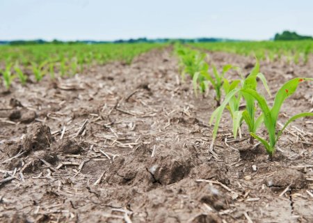 Seca ameaça safra da agricultura familiar em mais de 190 municípios do país