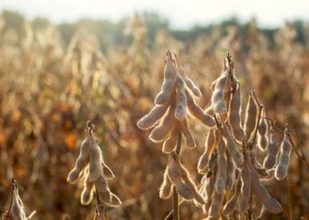 Clima exige planejamento antecipado dos produtores de soja na safra que está começando