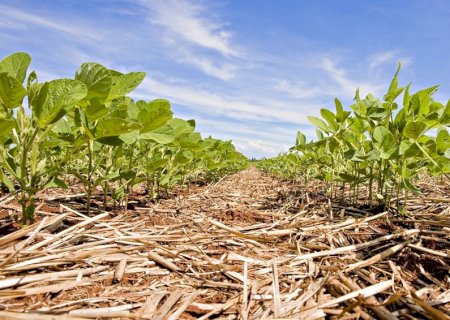 Produtividade da soja resulta da interação entre genética, clima, solo e manejo