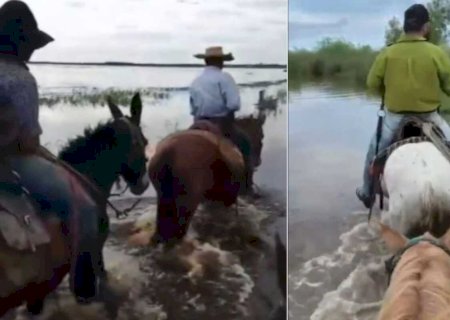 Batayporã: Cheia do Rio Paraná expulsa rebanhos e isola dezenas de famílias em MS