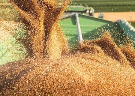 Produção mundial de trigo cai 3% e estoques brasileiros recuam para 1,8 milhão de toneladas