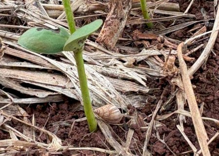 Ataque de lesmas e caracóis pode comprometer plantas de soja