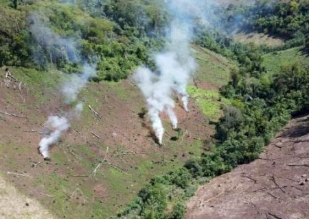 Em 10 dias, operação destrói 93 hectares de plantação de maconha na fronteira