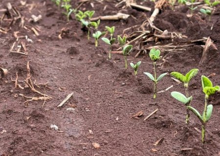 Chuva atrasa avanço do plantio da soja em Mato Grosso do Sul
