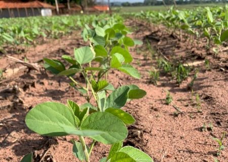 Clima e solo influenciam diferenças de produtividade entre lavouras de soja