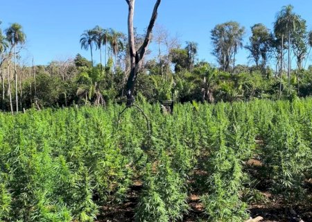 PF e Senad combatem plantação ilegal de maconha
