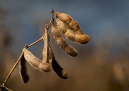 Preços da soja oscilam com avanço desigual da semeadura