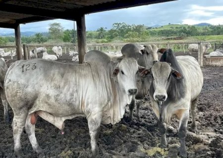 Semana encerra com preço estável no mercado pecuário em MS