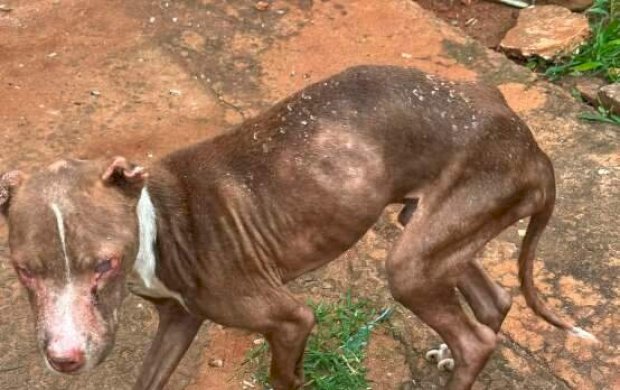 Pitbull é resgatado cego e “só pele e osso” em casa usada para tráfico