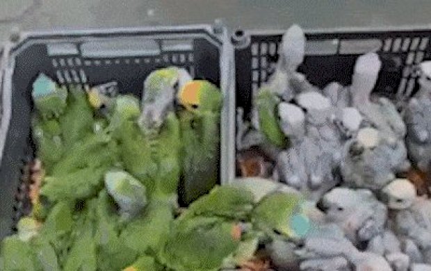 Operação reforça fiscalização contra captura e tráfico de aves em MS