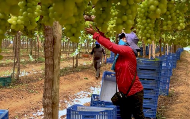 Exploração de trabalhadores rurais sustenta fruticultura bilionária
